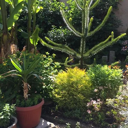 Haus Gisela * Endingen am Kaiserstuhl