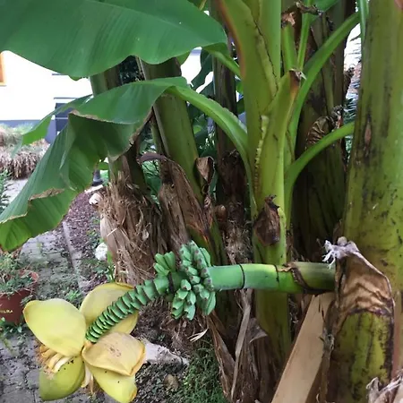 Haus Gisela Διαμέρισμα *