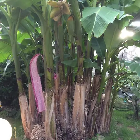 Διαμέρισμα Haus Gisela