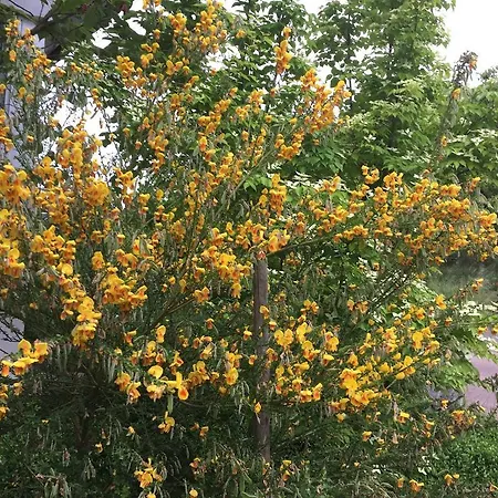 Haus Gisela Διαμέρισμα