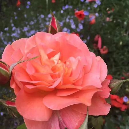 Haus Gisela Διαμέρισμα