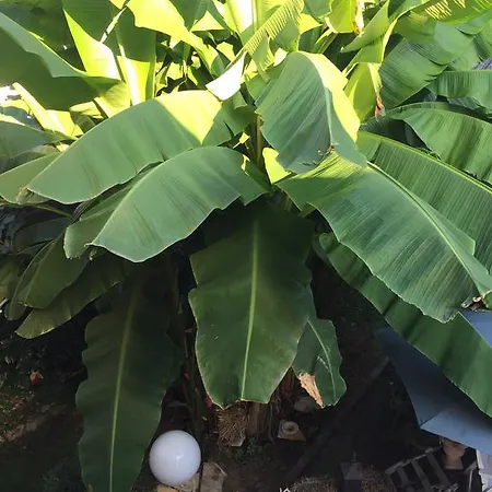 Haus Gisela Appartamento Endingen am Kaiserstuhl